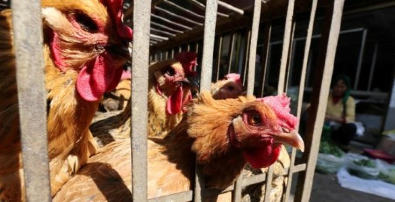 الصين تعلن وفاة امرأة بسبب فيروس أنفلونزا الطيور H3N2 وH10N5