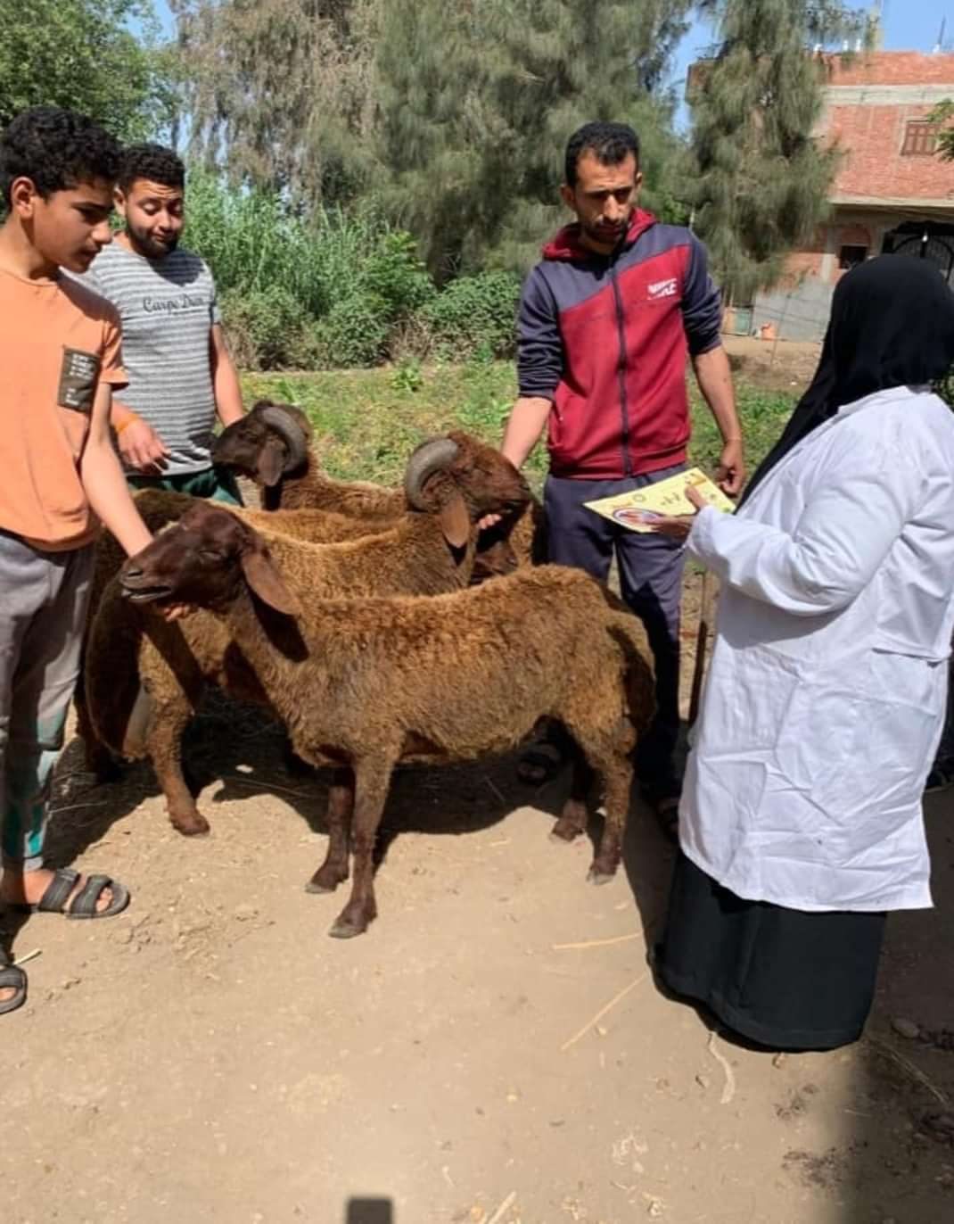 فحص وعلاج 200 حيوان و3140 طائرا خلال قافلة بيطرية بقرية "منشأة نظيف" بالغربية