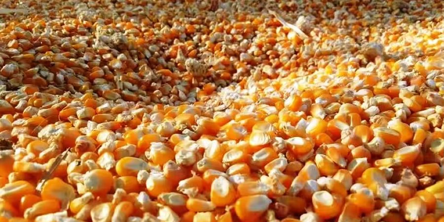 العقود الآجلة للذرة تبدأ جلسة الأربعاء بمكاسب طفيفة في بورصة شيكاغو