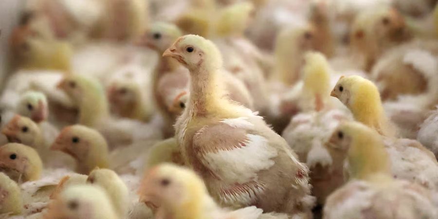 جنوب أفريقيا تواجه خطر أنفلونزا الطيور وسط تأخير برنامج التطعيم