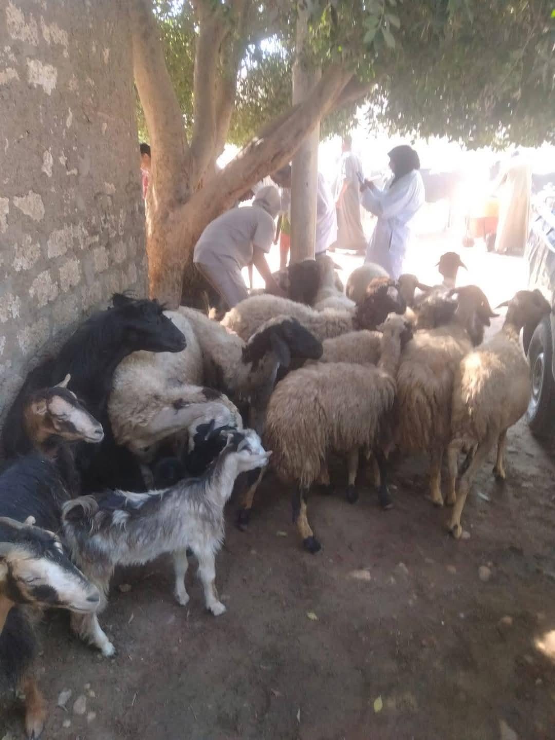 بيطري المنيا: تحصين 181 ألف رأس ماشية ضد الأمراض الوبائية