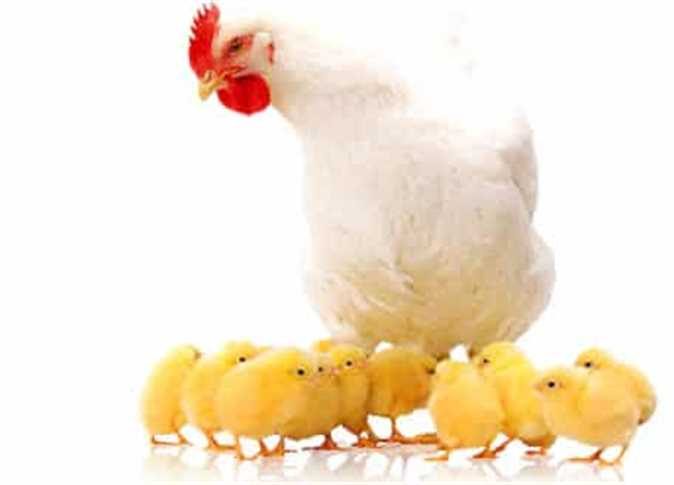 استشاري مشاريع الدواجن.. يكشف عن قيمة انخفاض الكتاكيت