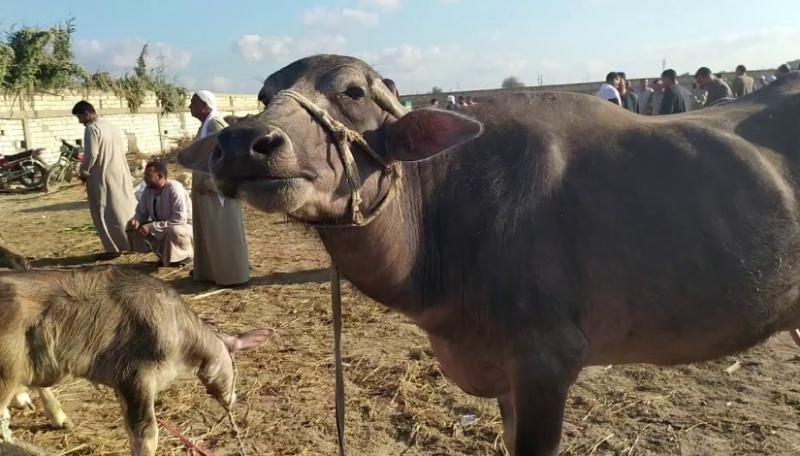 الزراعة: لدينا برامج لدعم منظومة تربية الجاموس المصري لتحسين إنتاجيته.. السلالات المحلية أكثر تحملا للآثار السلبية للتغيرات المناخية