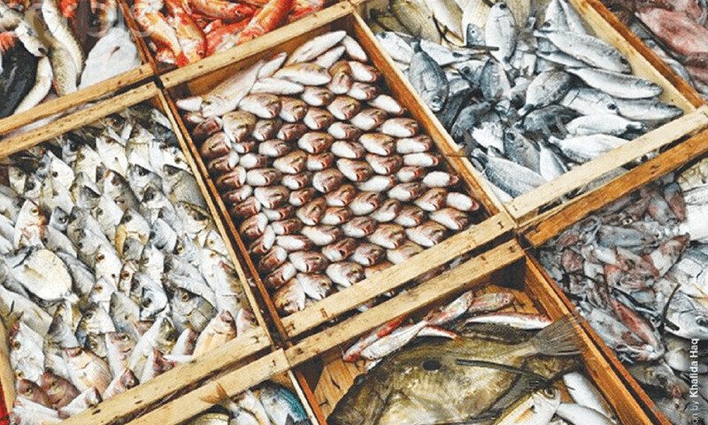 الولايات المتحدة تمدد الإعفاء المتعلق بصادرات الأسماك الباكستانية