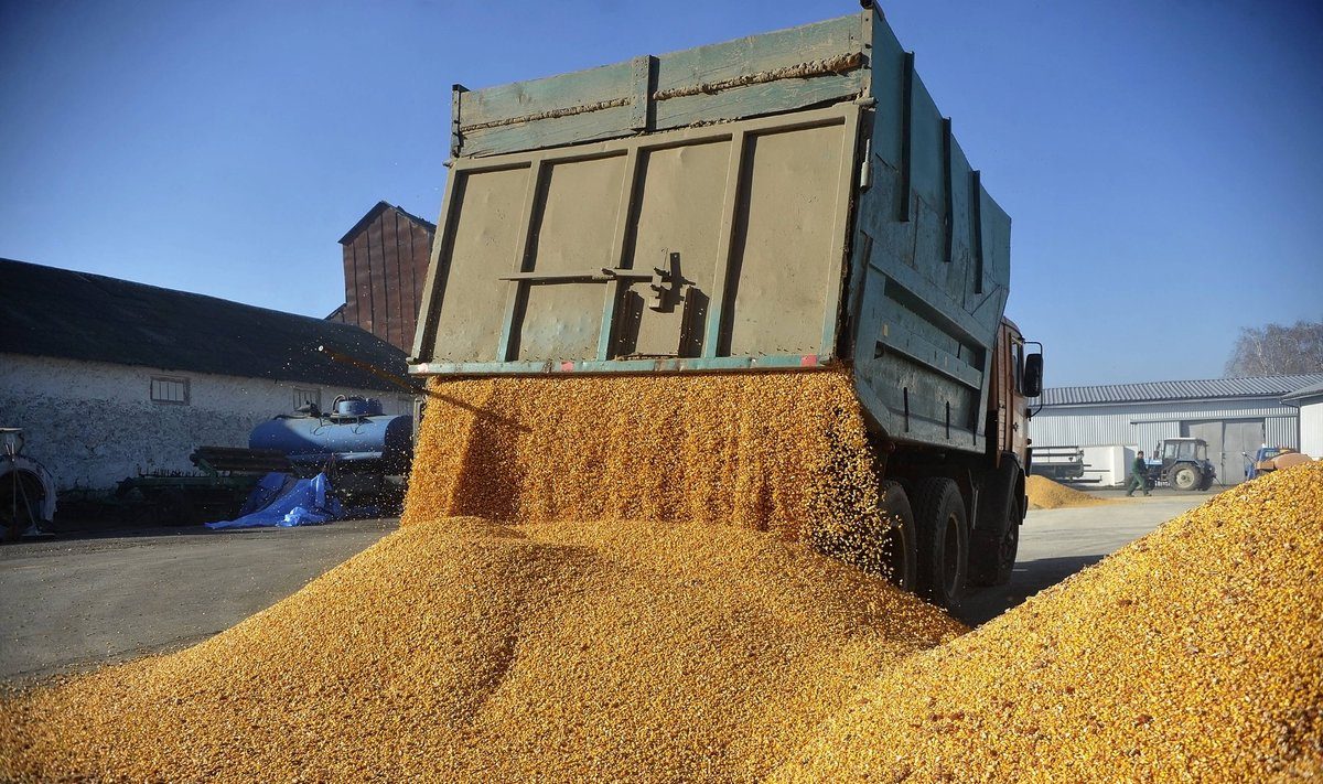 الحبوب الأوكرانية