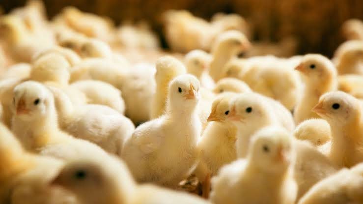 صيصان مصر لـ"قلم بيطري": انخفاض مبيعات الكتاكيت بنحو 50% خلال الفترة الماضية