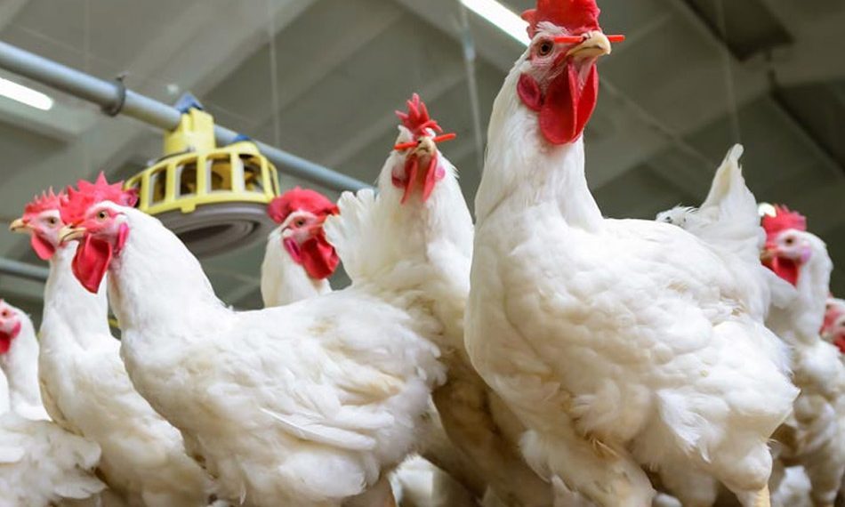 التموين: الاستيراد لا يعتبر تدميرًا للصناعة المحلية