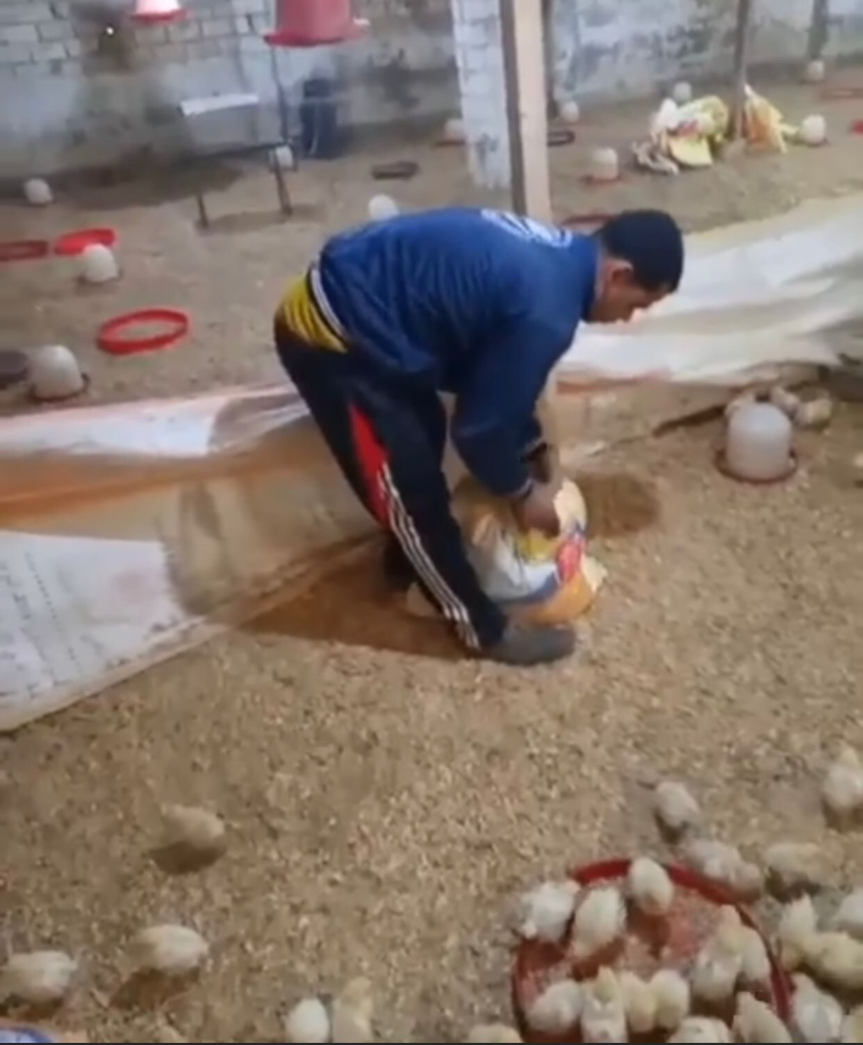 جانب من واقعة إعدام الكتكوت