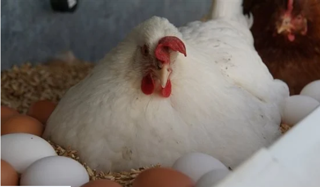 أسعار الدواجن والبيض والكتكوت اليوم