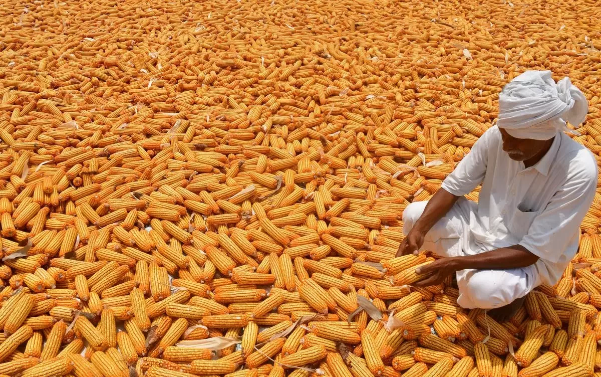 صادرات ميانمار من الذرة تسجل 1.7 مليون طن خلال الـ9 أشهر الأولى بالموسم الجاري