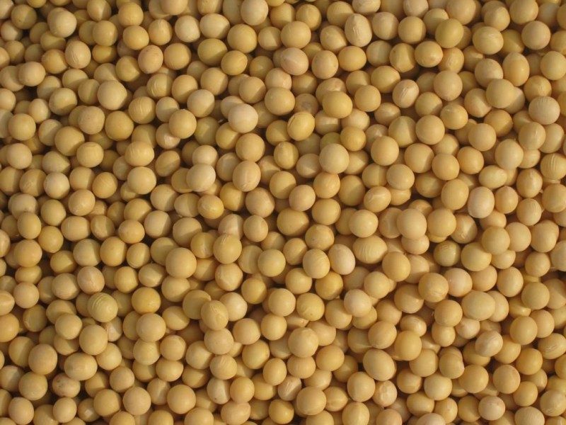 انخفاض صادرات كسب الصويا الروسية بنسبة 56٪ في الأشهر الأربعة الأولى من عام 2025