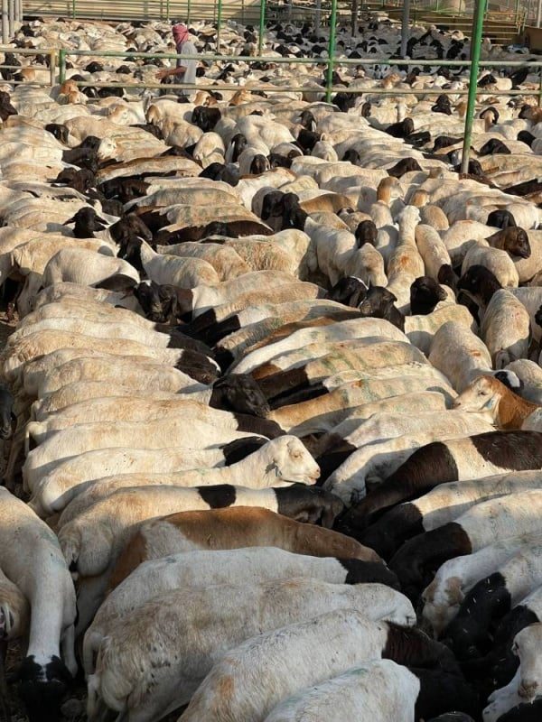 وصول شحنات أغنام وأبقار وجمال بمسلخ الهملة بالبحرين