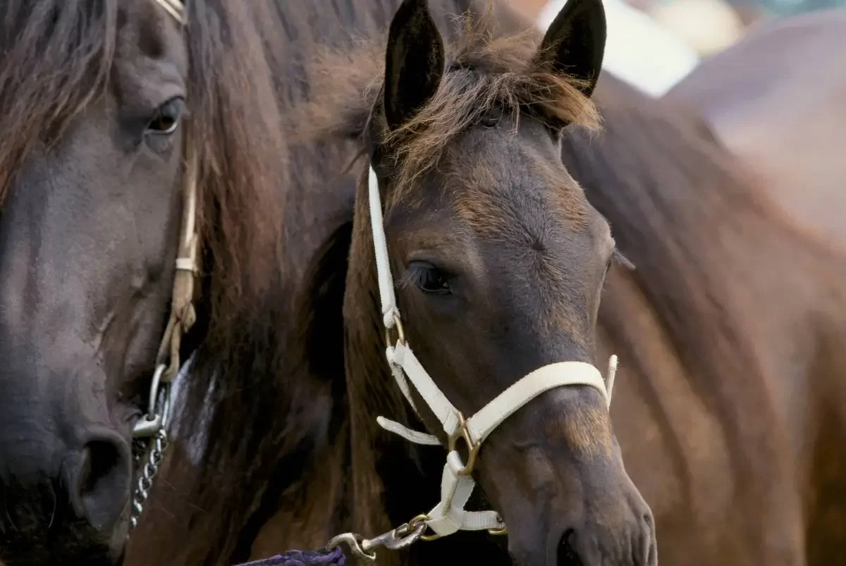 الهربس في الخيول بقلم: الدكتور / رنده عبد الرحمن حسن قسم الباثولوجي -- معهد بحوث الصحه الحيوانية ارتبطوا هذه الخيل فإنها دعوه ابيكم اسماعيل
