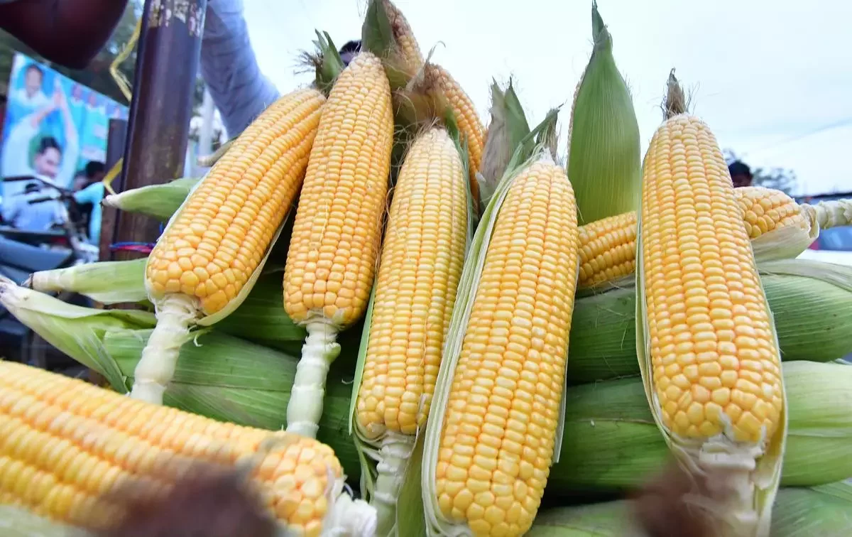 صادرات الذرة الامريكية تسجل أدنى مستوى أسبوعي لها منذ 1999