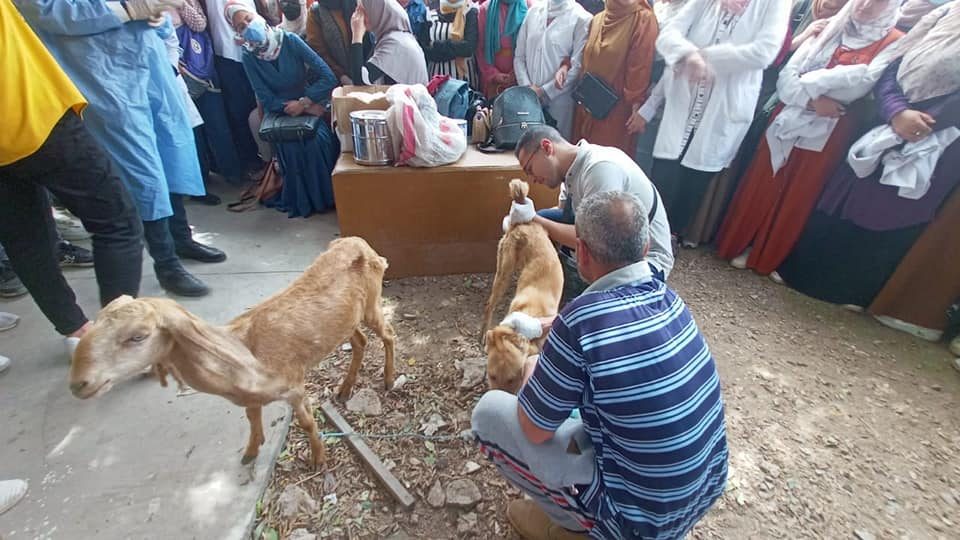 قافلة بيطرية