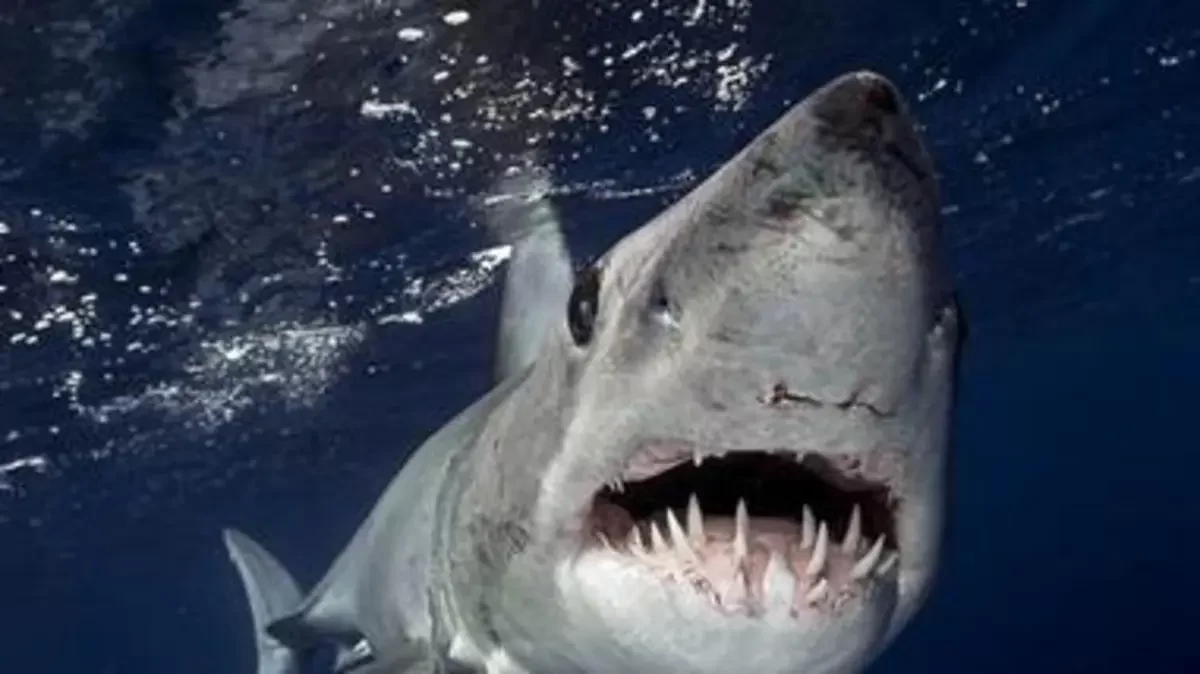 رصد سمكة قرش بالقرب من ساحل مرسى علم