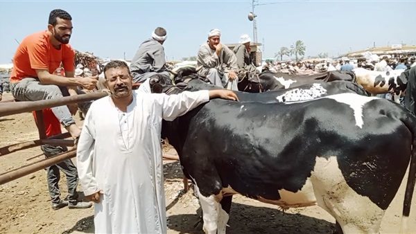 نقيب الفلاحين: أسعار المواشي تتهاوى وتتراجع 5 آلاف جنيه للرأس الواحد