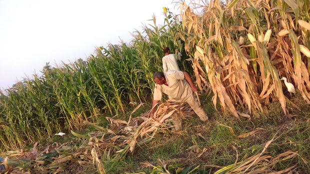 زراعة كفر الشيخ: حصاد 50 ألف فدان من الذرة الشامية وتوصيات بعدم حرق قش الأرز لاستخدامه كعلف للماشية