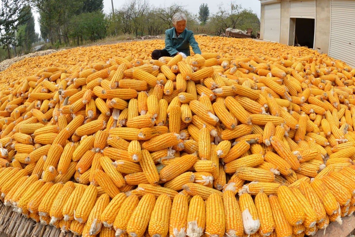 روسيا تتوقع انخفاض محصول الحبوب والبذور الزيتية في عام 2024