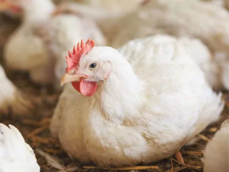 أمراض بكتيرية تنتقل من الدجاج للإنسان