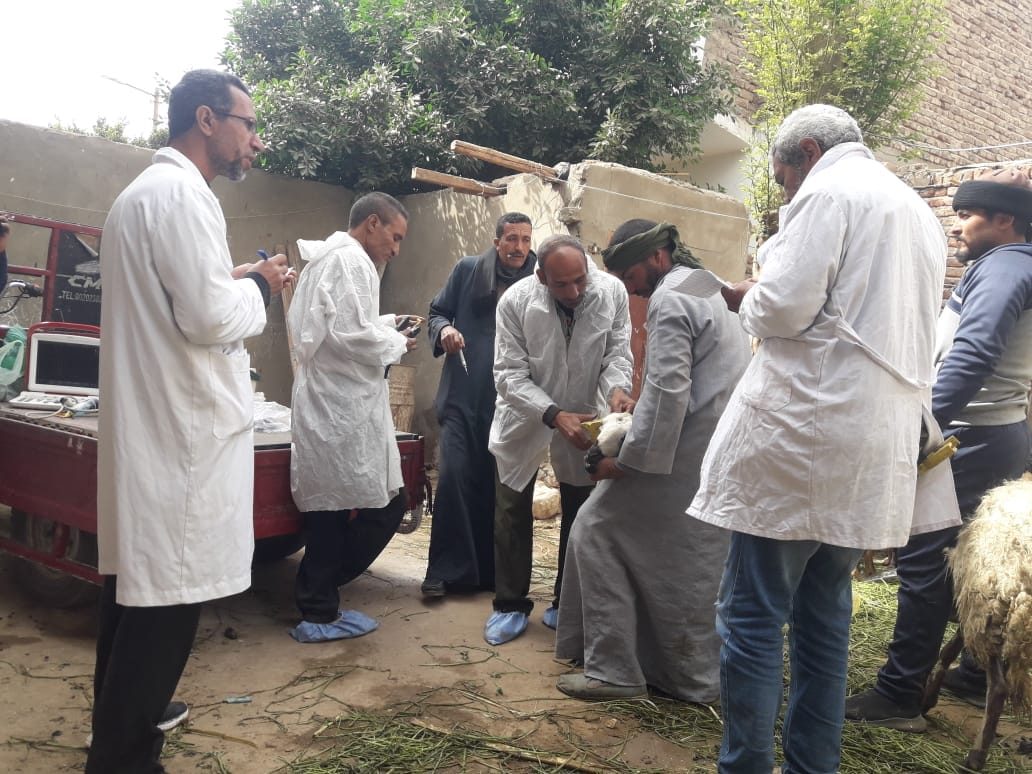 «بيطري الأقصر» يُشكل لجنة للمرور على أسواق الماشية بمدينة إسنا