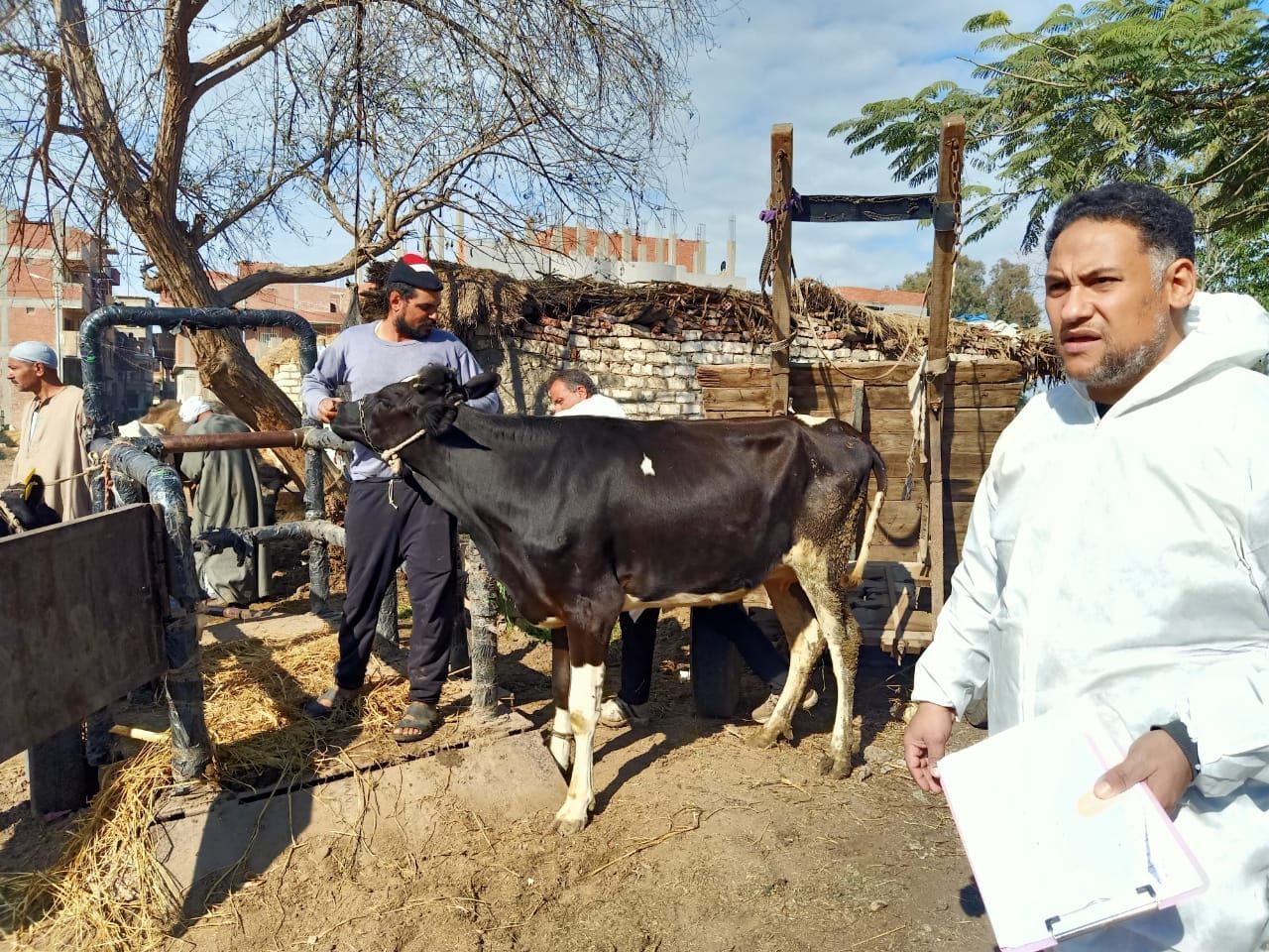 تحصين 145 ألف رأس ضد الجلد العقدي للأبقار وجدري الضأن بالغربية