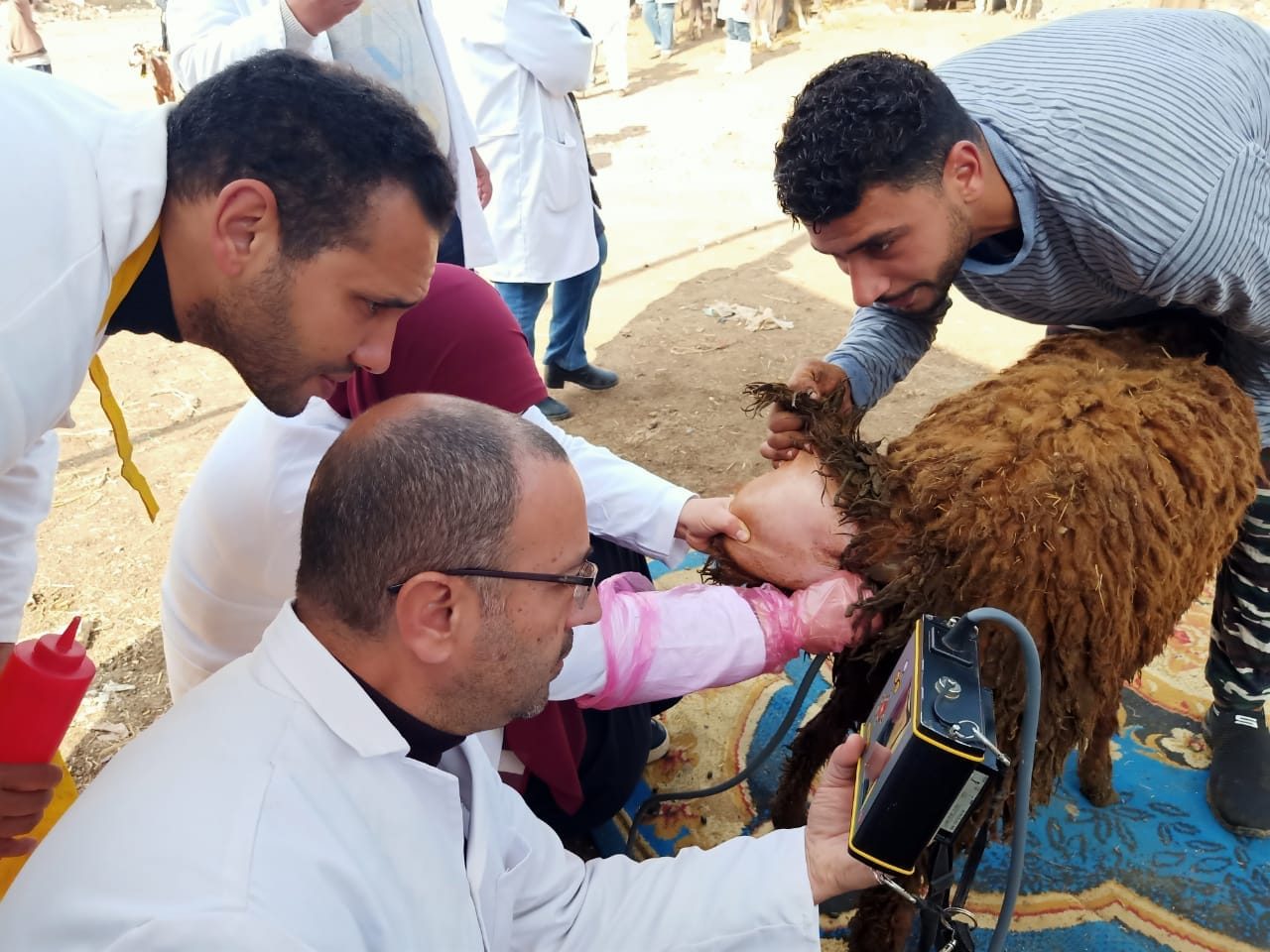 بيطري الغربية: تحصين 159 ألف رأس ماشية ضد الجلد العقدي والجدري