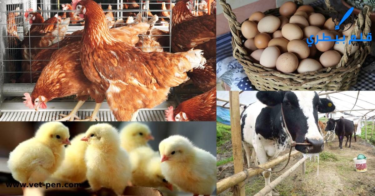 التعبئة والإحصاء: ارتفاع إنتاج كمية لحوم الطيور والدواجن بنحو 17.1 % خلال 2021