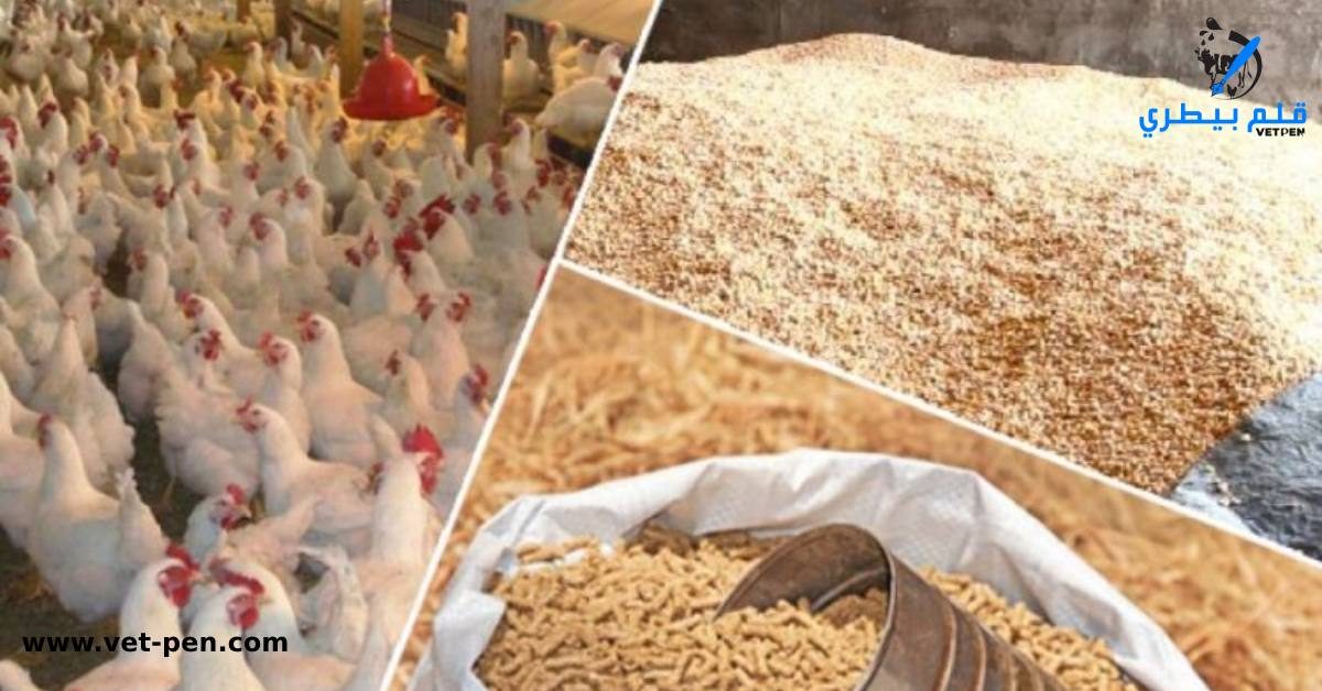 أستاذ تغذية حيوان يكشف لـ"قلم بيطري" أضرار استخدام القمح فى صناعة الأعلاف: كارثية