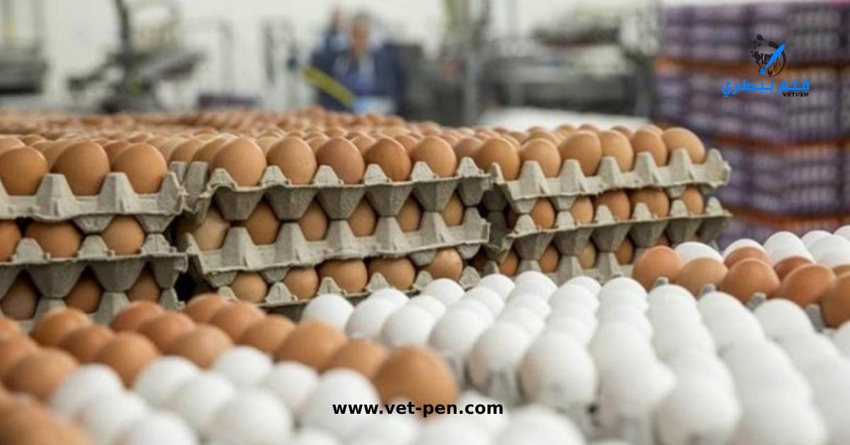 بورصة البيض اليومية