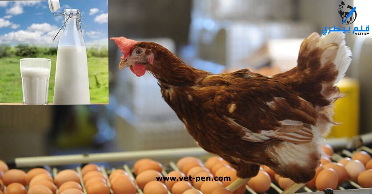 أسعار الدواجن والبيض والكتاكيت اليوم السبت 5 أغسطس