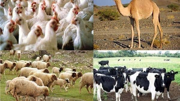 الزراعة تصدر توصياتها لمربي الثروة الحيوانية والداجنة حول كيفية التعامل مع الطقس غير الم