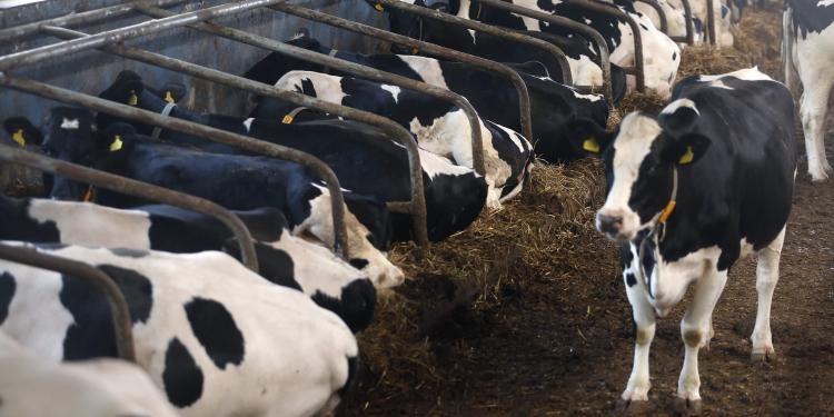 الثروة الحيوانية