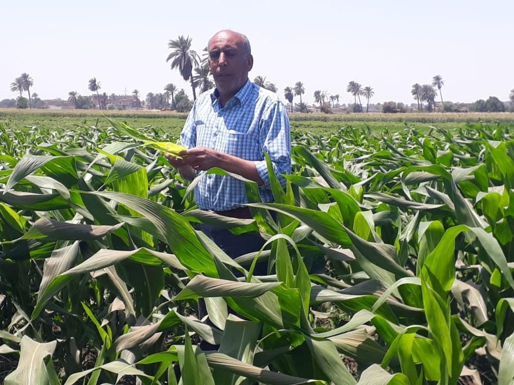 المركزية لمكافحة الآفات تتابع الزراعات المبكرة لمحصول الذرة الشامية
