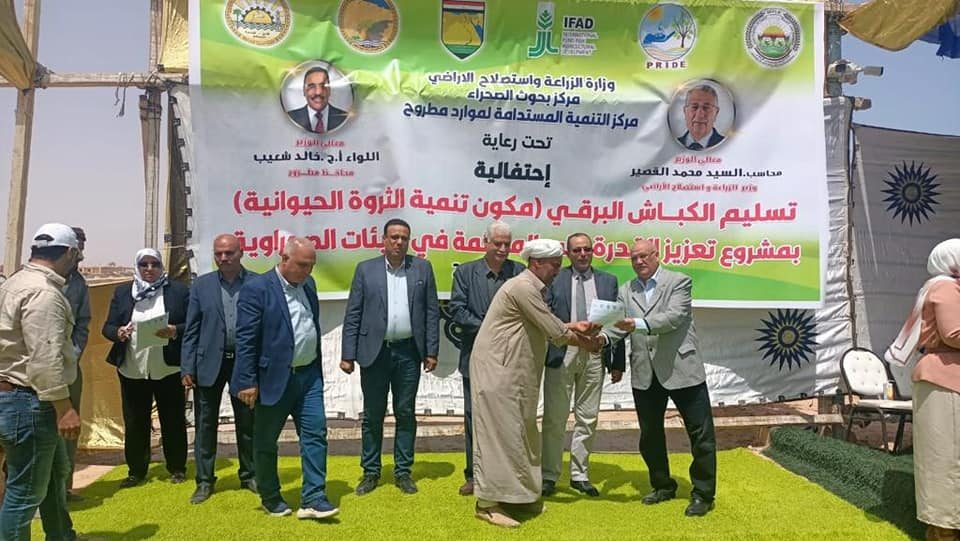 الزراعة: توزيع 120 كبش من سلالة الأغنام البرقي على مربي الثروة الحيوانية بمطروح