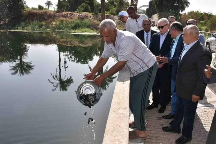 إلقاء 240 ألف وحدة زريعة سمكية من أسماك البلطي في نهر النيل بالأقصر