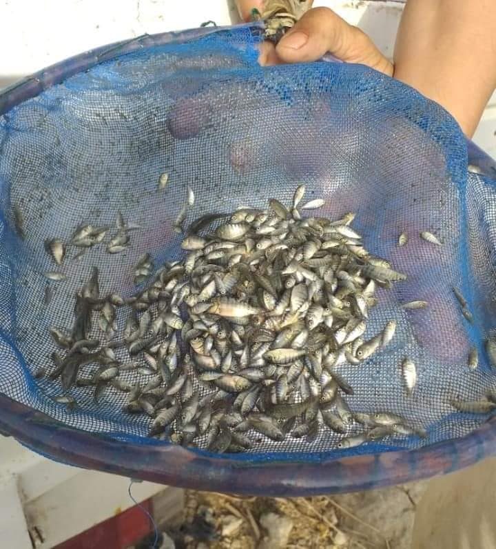 إطلاق 300 ألف وحدة إصبعيات من أسماك البلطي بمسطحات الريان