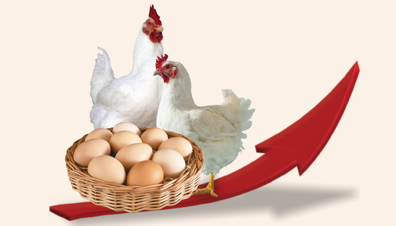 ارتفاع أسعار الدواجن والبيض والكتاكيت