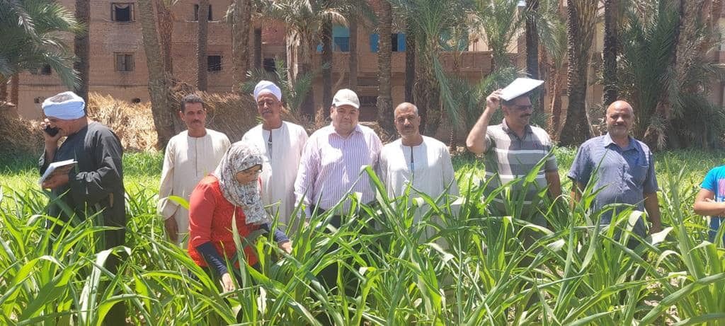 معهد وقاية النباتات يواصل توعية المزارعين بكيفية السيطرة على دودة الحشد الخريفية