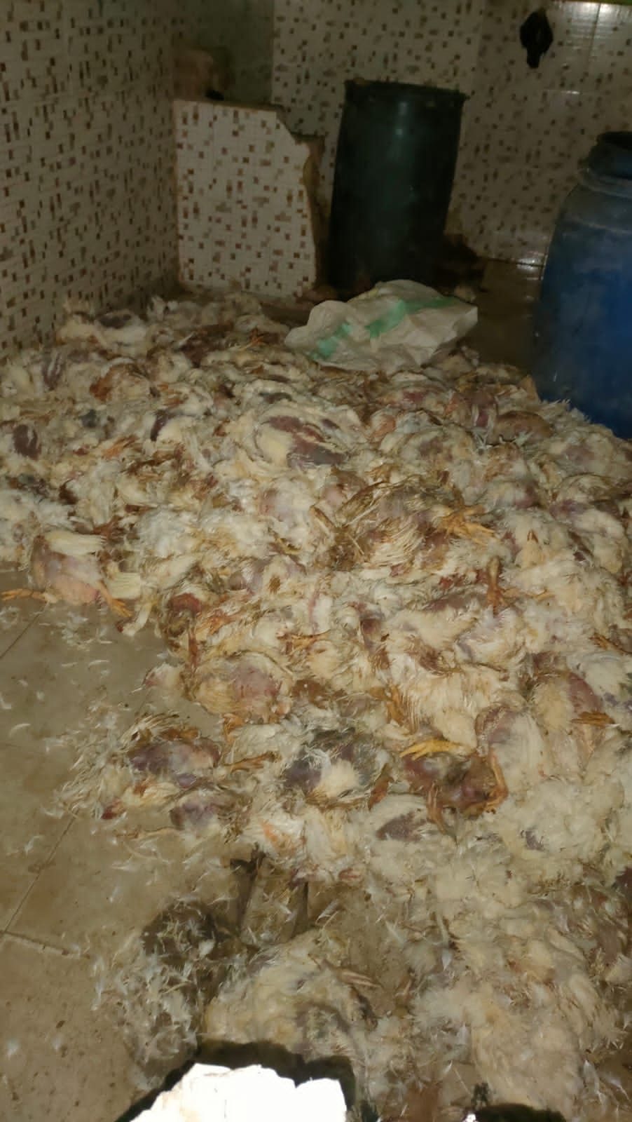 مصادرة 1.2 طن دواجن نافقة داخل مخزن في البدرشين قبل طرحها بالأسواق