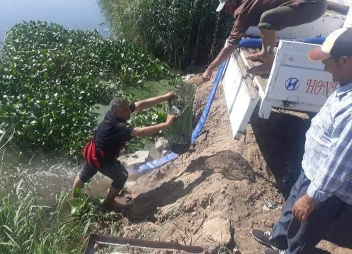 إنزال 2 مليون و500 ألف وحدة زريعة من أسماك البلطي النيلي بالإسماعيلية