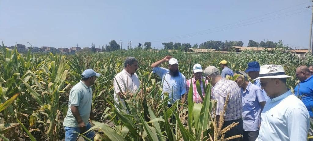 الزراعة تتابع برامج اكثار وانتاج تقاوى الذرة في محطة بحوث سخا