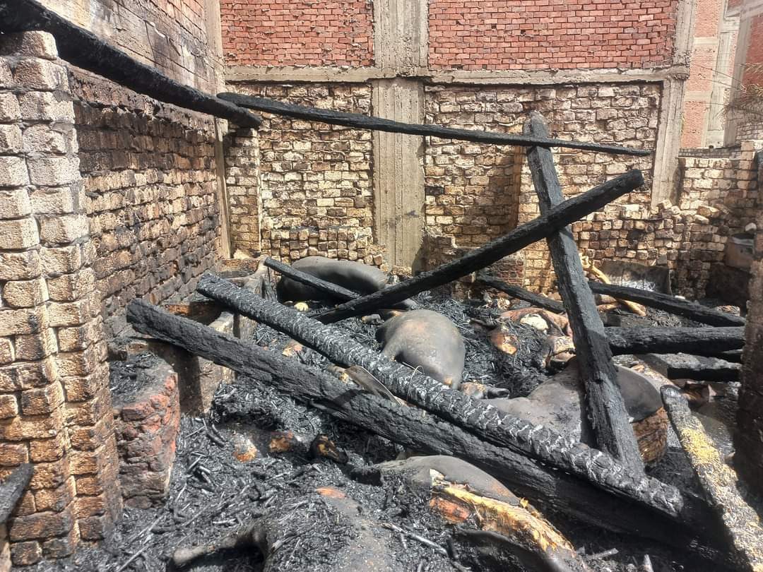 نفوق 40 رأس ماشية من الأبقار والماعز والأغنام إثر حريق هائل في أسيوط