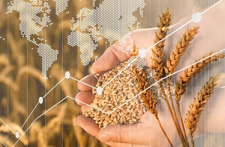 عقود القمح الآجلة تنهي تداولاتها على انخفاض يوم الجمعة