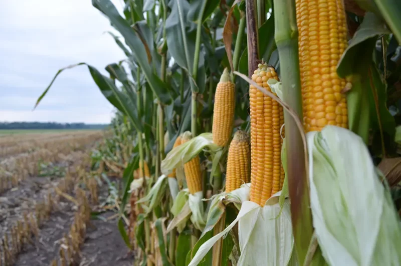 أسعار محصول الذرة الأوكراني الجديد تنخفض بفعل تأخير الحصاد واحتمالات الإنتاج المرتفعة