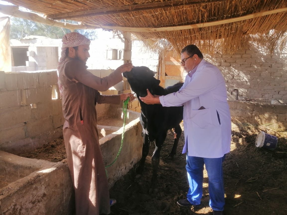 بحوث الصحراء ينظم قوافل بيطرية في الطور ونويبع لتنمية الثروة الحيوانية بسيناء