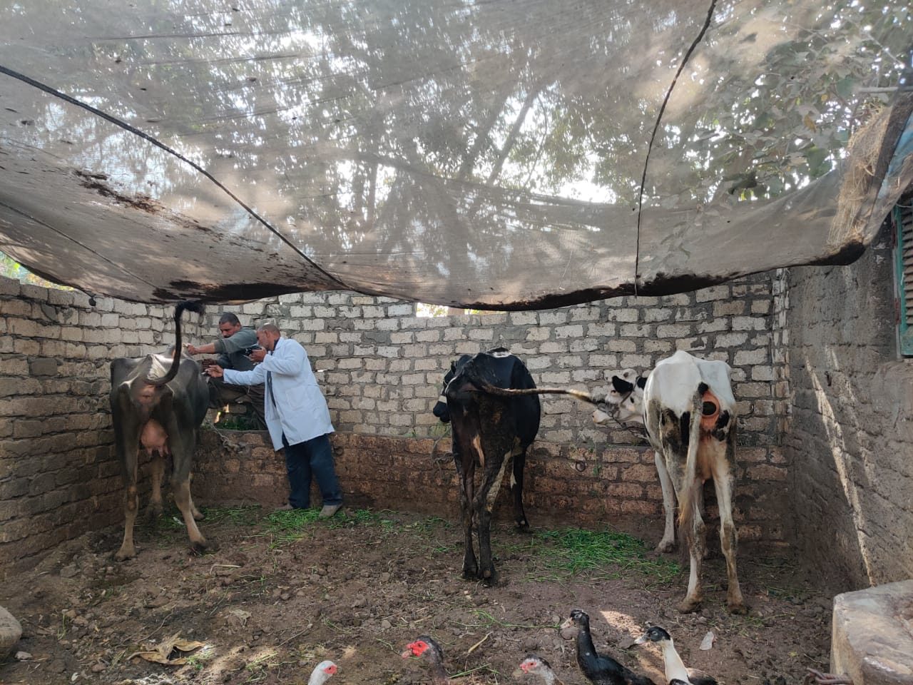 تحصين 110 ألاف ماشية ضد الحمى القلاعية في البحيرة