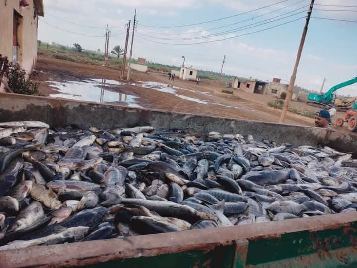 الثروة السمكية: انطلاق موسم الحصاد السمكى ٢٠٢٣-٢٠٢٤ في المنزلة