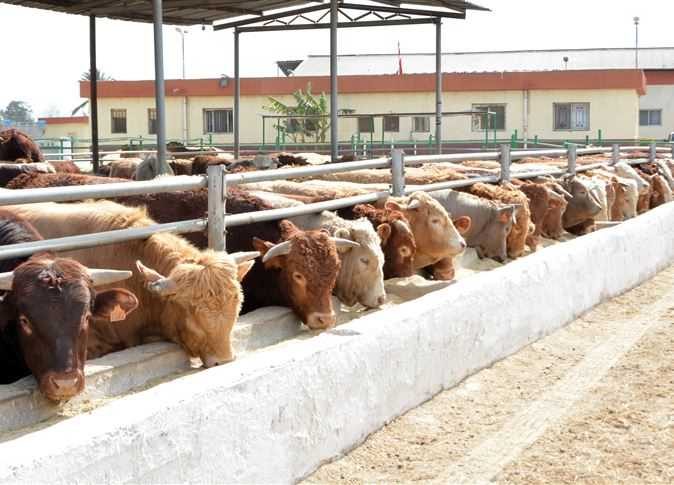 قرض شراء العجول البتلو