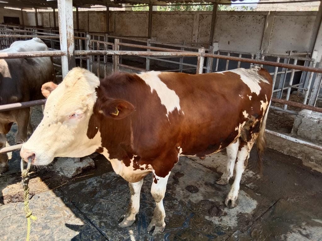 معهد الإنتاج الحيواني يتبنى خطة لزيادة أعداد الحيوانات المحسنة والاستفادة من أصوله